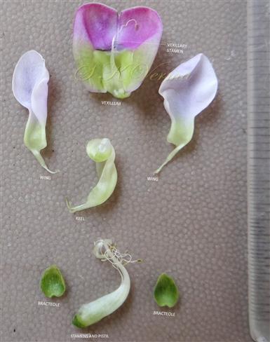  Flower parts